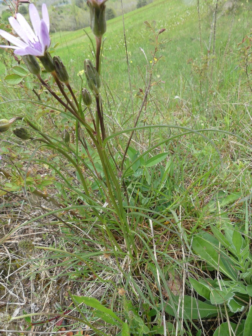 Scorzonera purpurea — search result for 'Scorzonera'