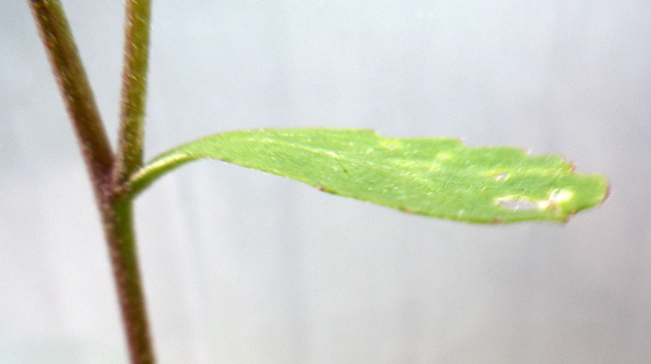 Brassica procumbens — search result for 'Brassica'