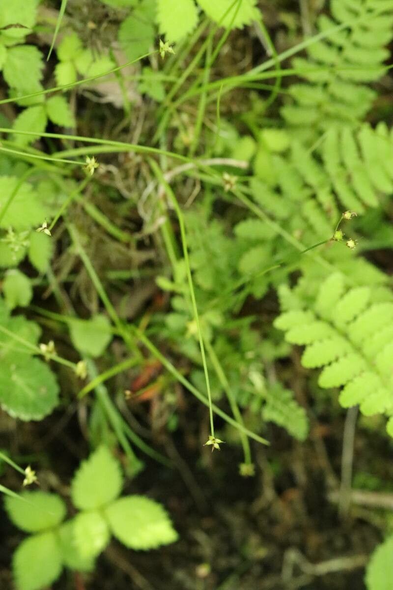 Carex hakonensis flower