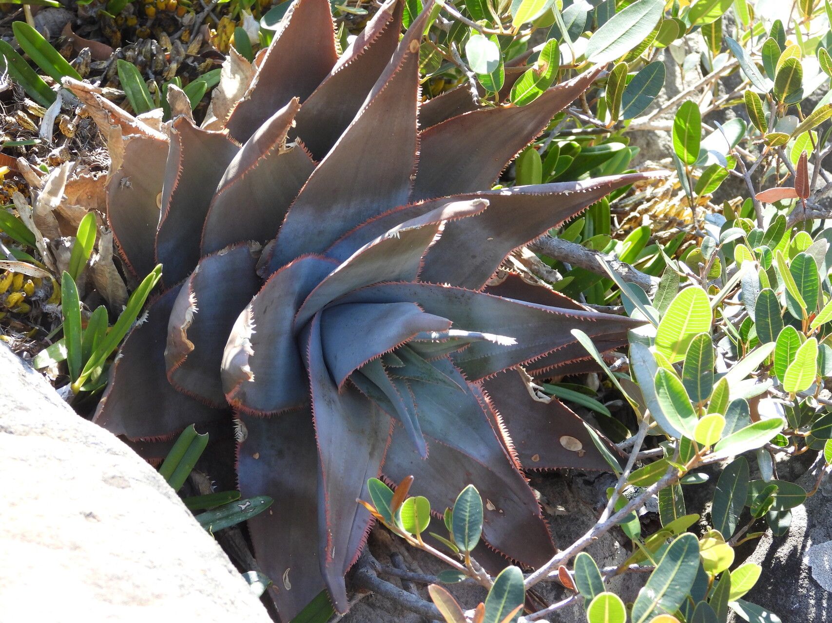 Aloe laeta habit