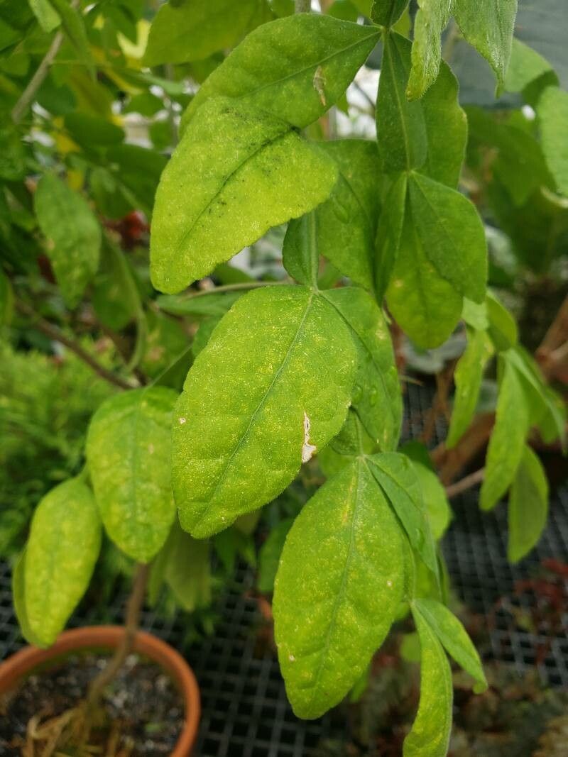 Citropsis daweana — search result for 'Mozambique'