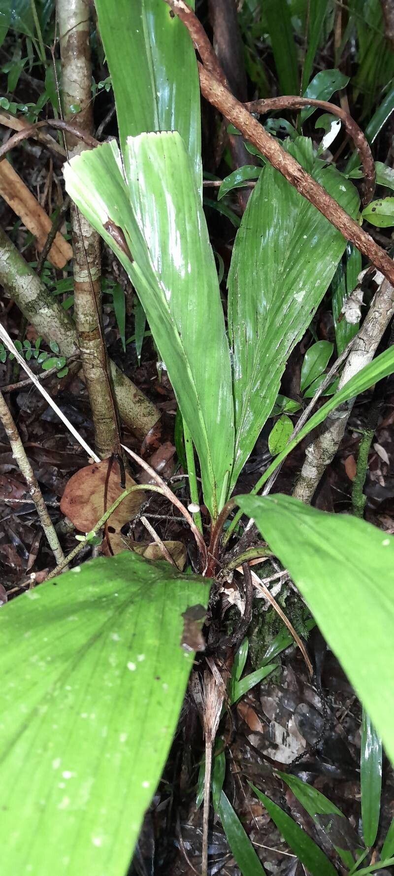 Dypsis brevicaulis — houseplant care guide