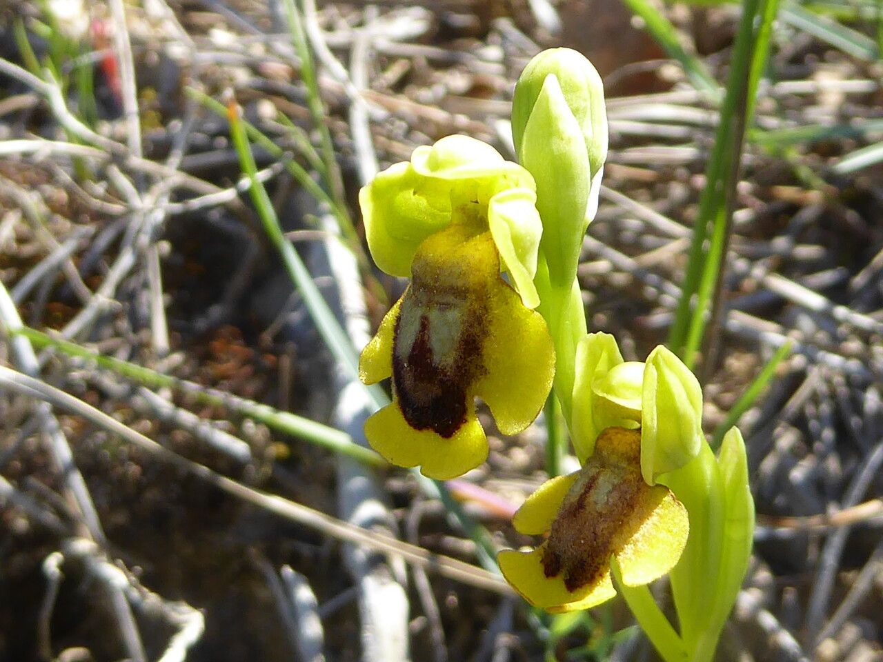 Ophrys lutea bark