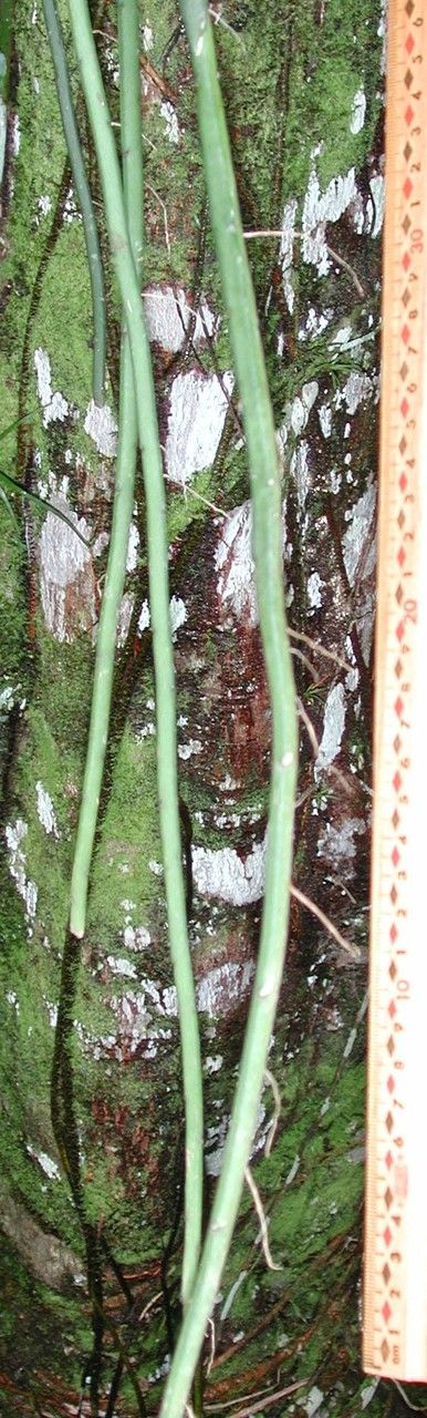 Weberocereus tunilla bark