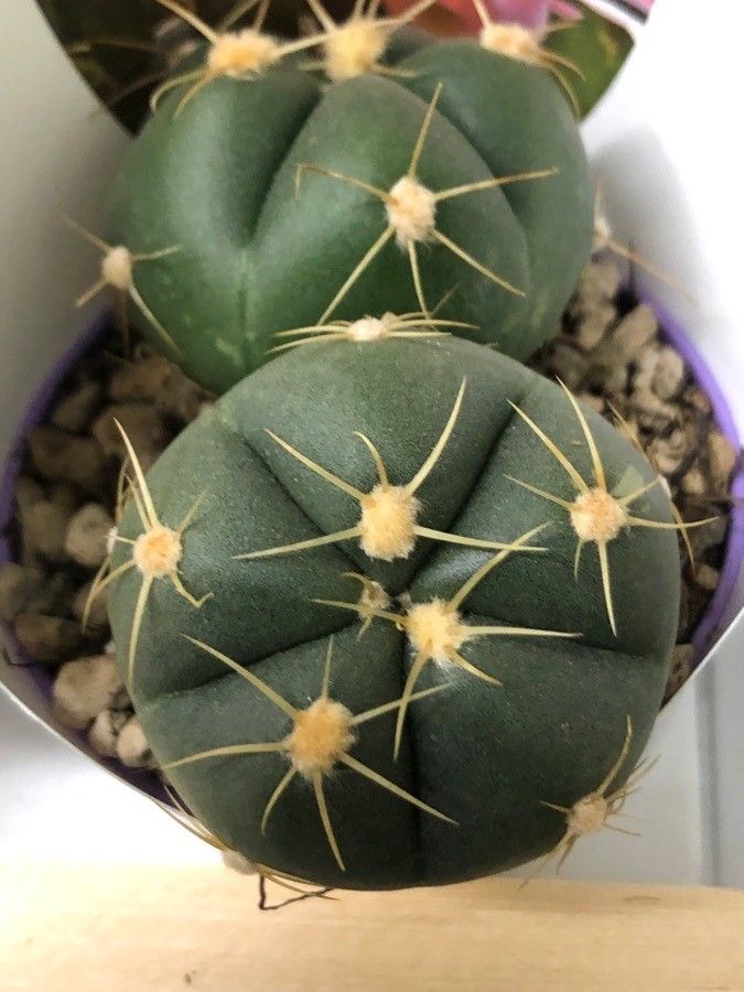Gymnocalycium Horstii