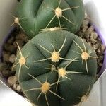 Gymnocalycium Horstii