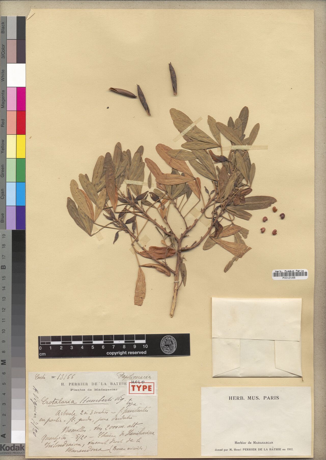 Crotalaria humbertii — houseplant care guide