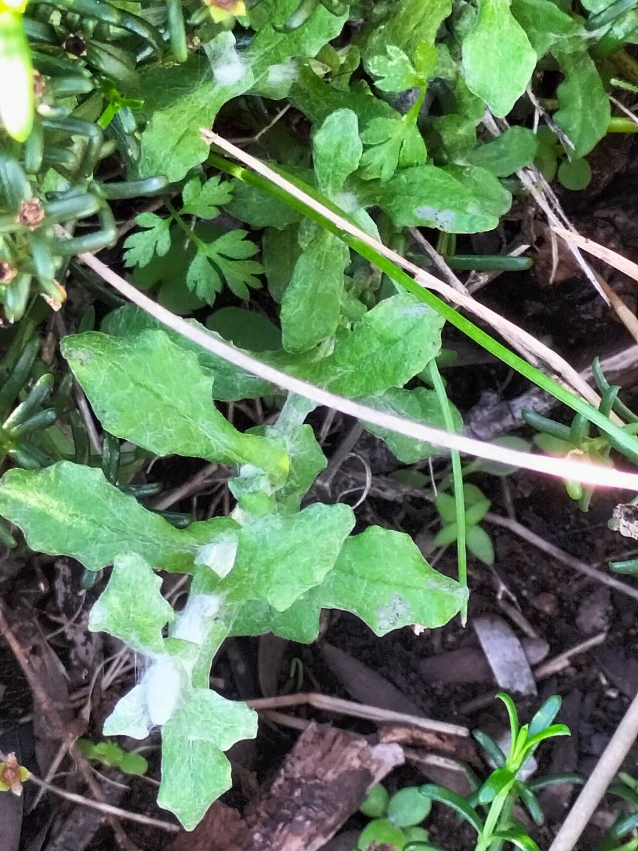 Helichrysum cymosum — search result for 'Helichrysum'