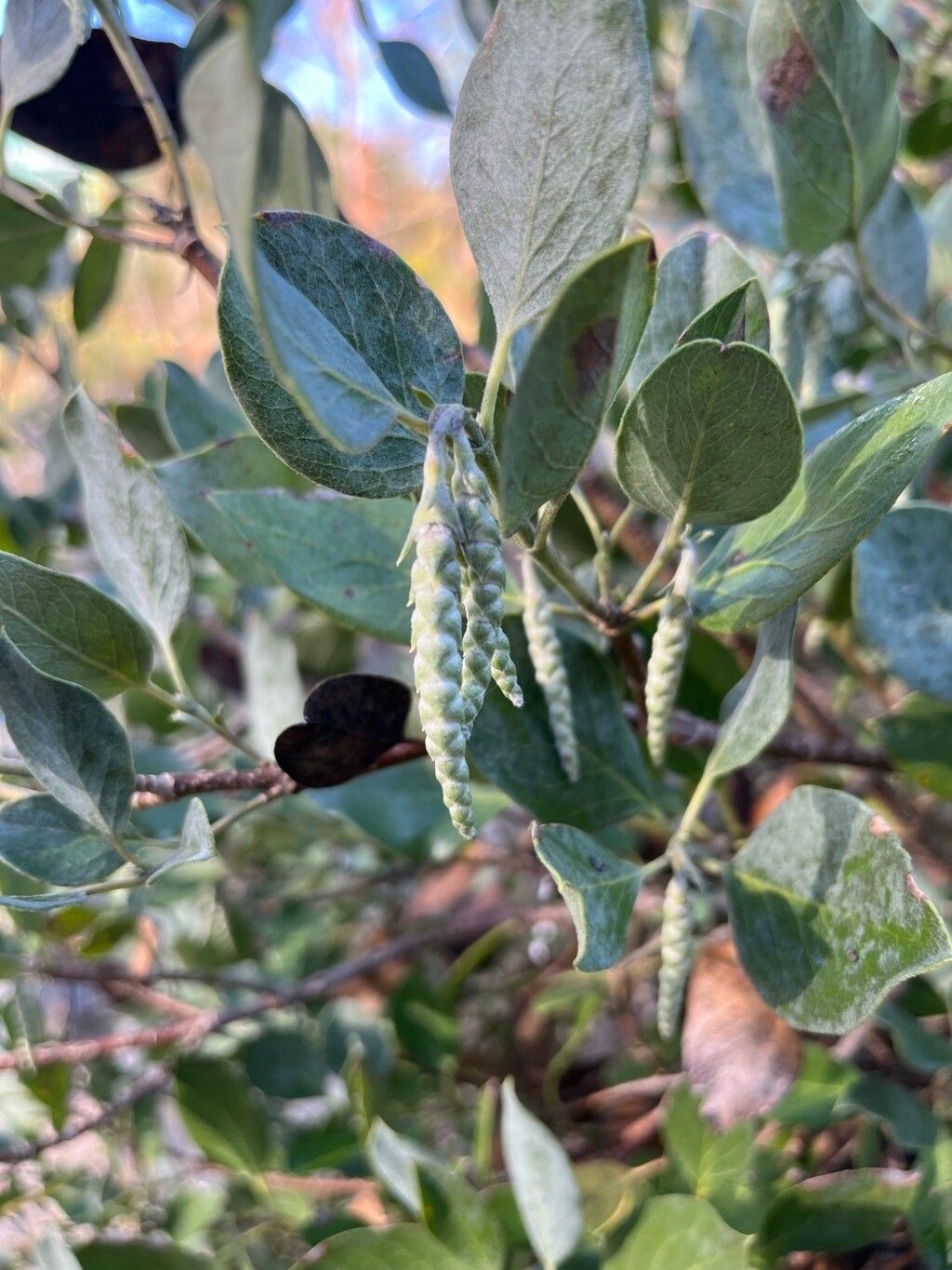 Garrya flavescens flower