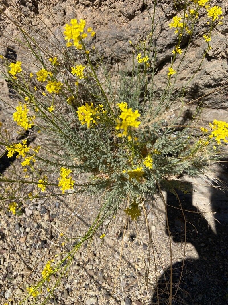 Descurainia gilva flower
