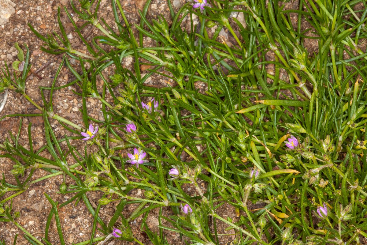 Spergularia marina flower