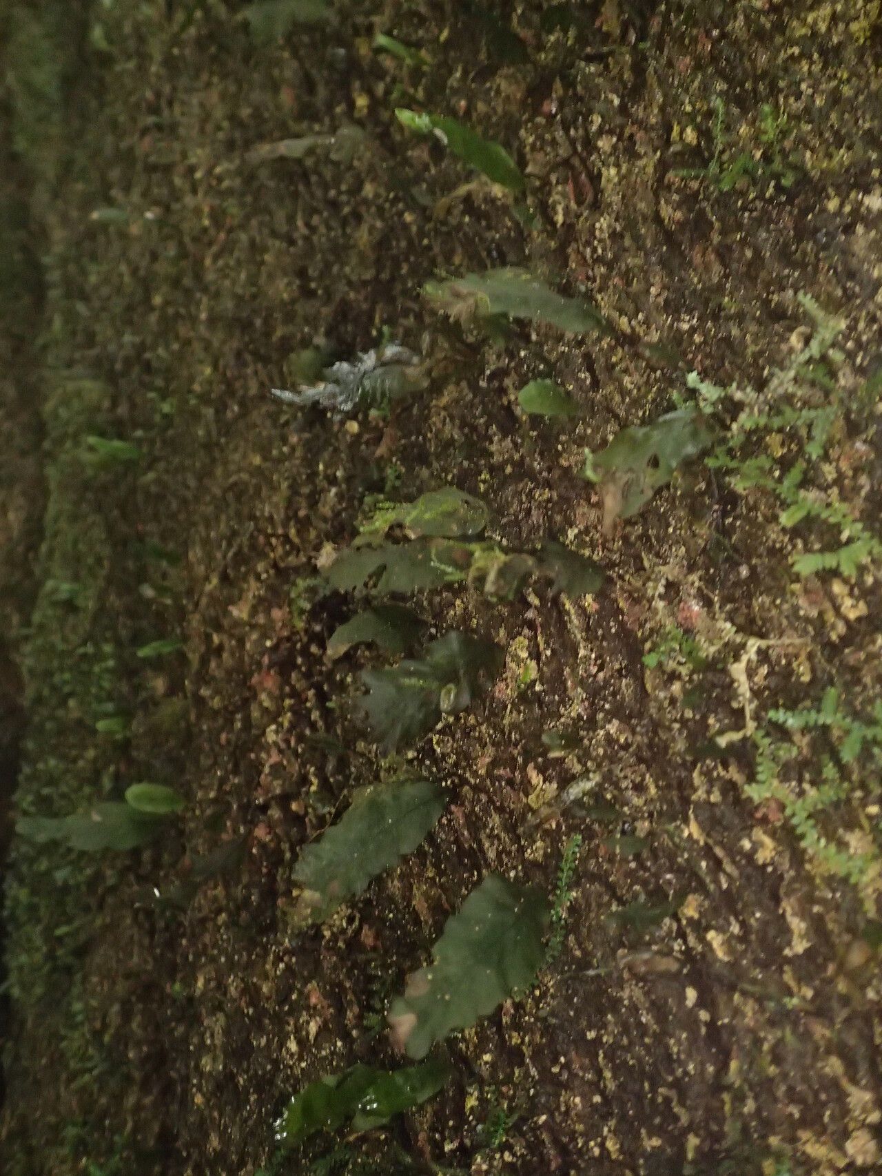 Trichomanes benlii habit