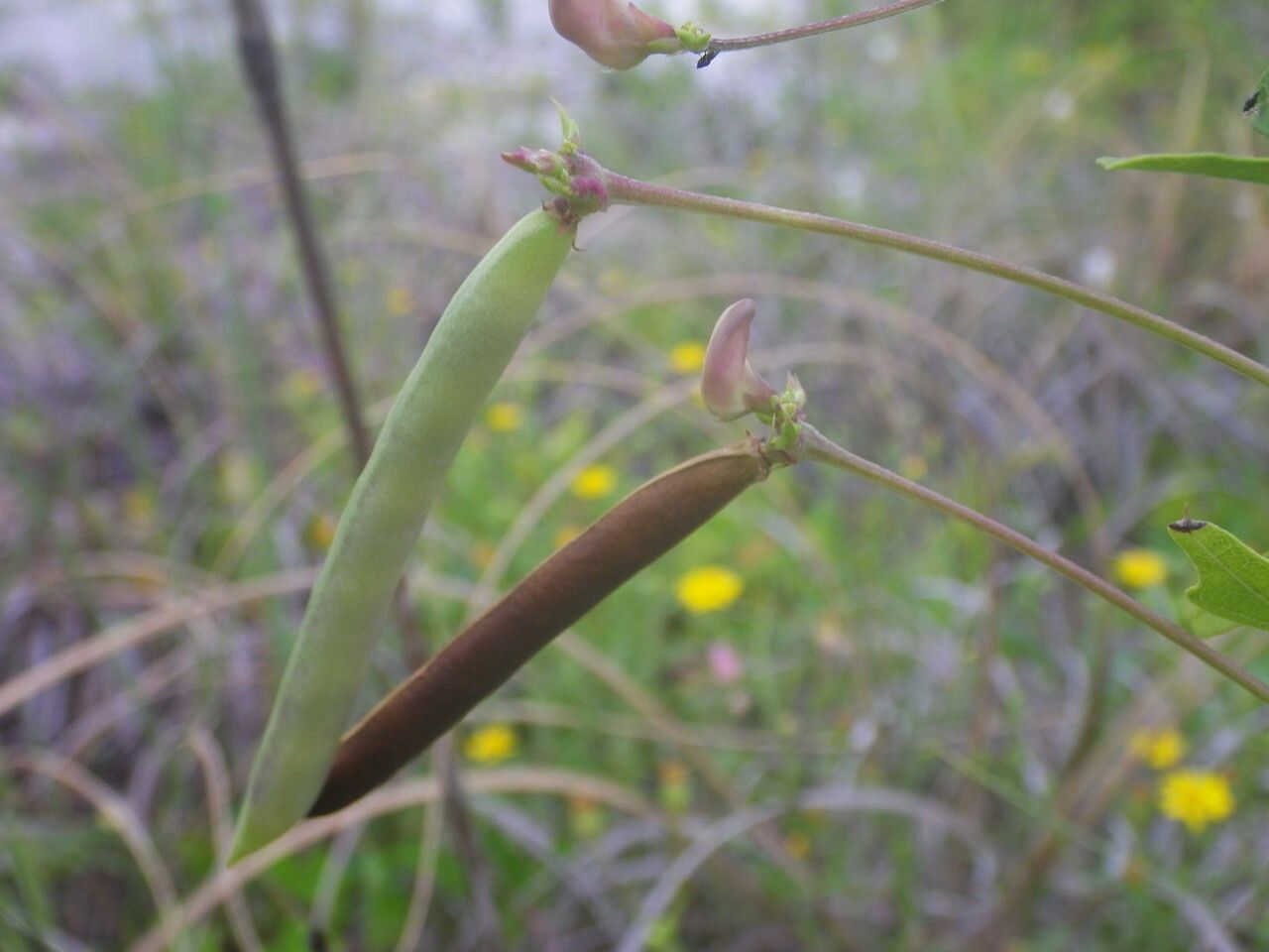 Strophostyles helvola fruit