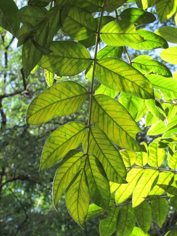 Centrolobium tomentosum — houseplant care guide