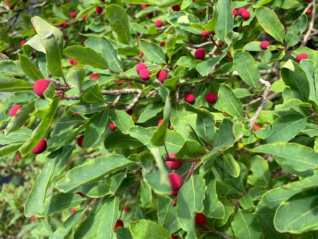 Ilex mucronata fruit