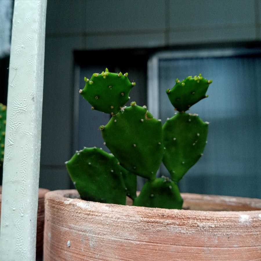 Opuntia macracantha — houseplant care guide
