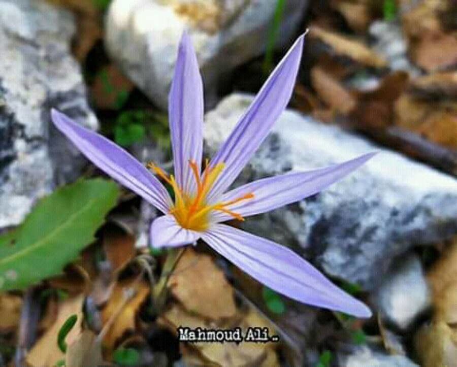 Crocus cancellatus flower