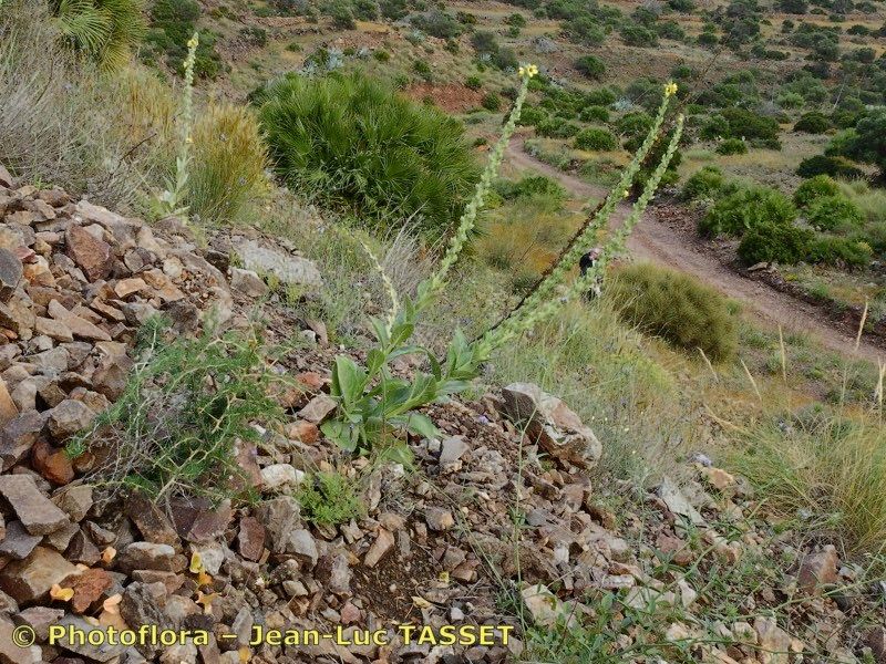 Verbascum charidemi habit