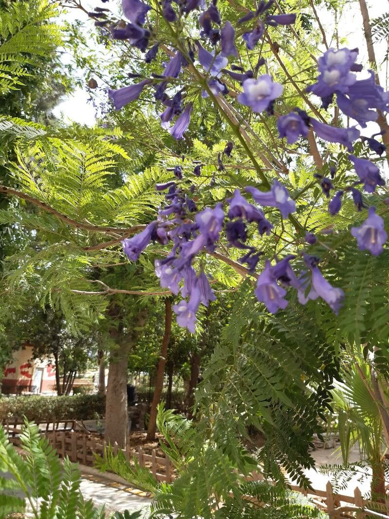 Jacaranda caucana