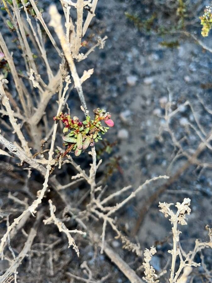 Salsola divaricata — related species from the same genus