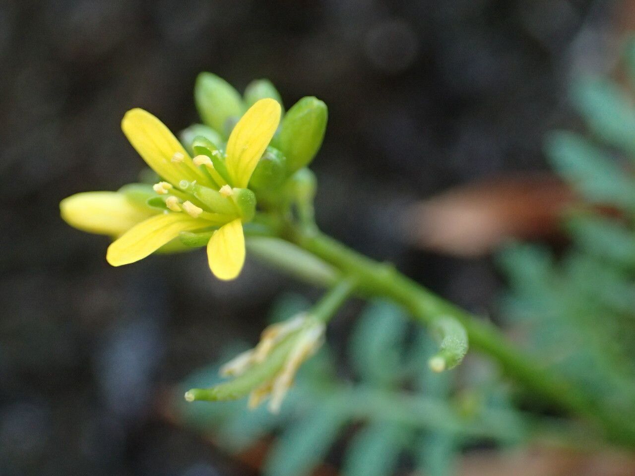 Sisymbrella aspera flower