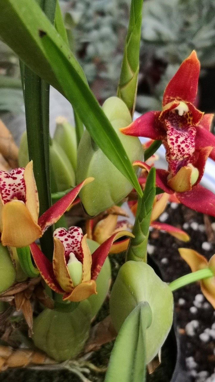 Cymbidium sinense — search result for 'Cymbidium'