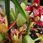Cymbidium sinense