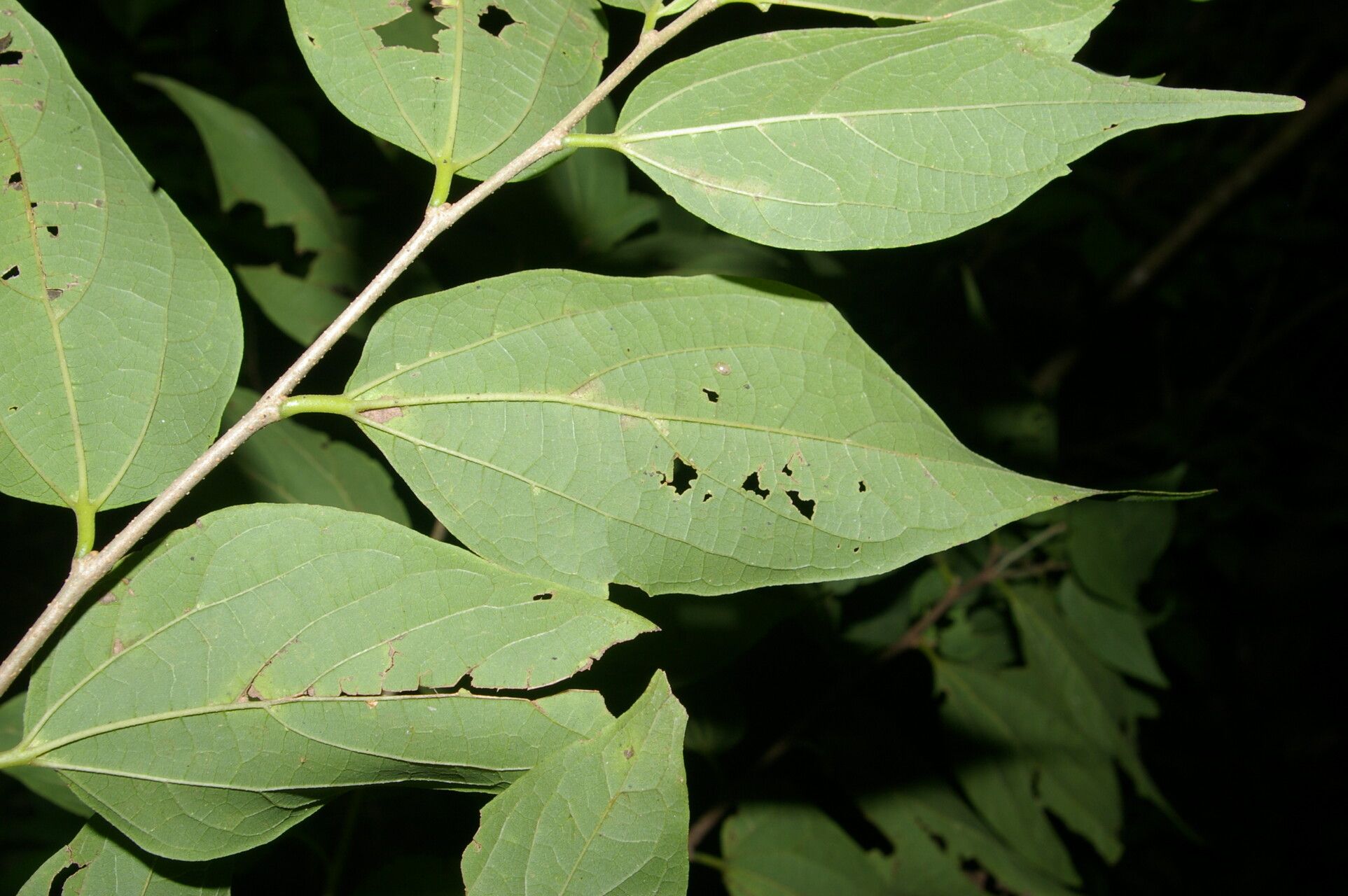 Celtis trinervia — search result for 'Celtis'