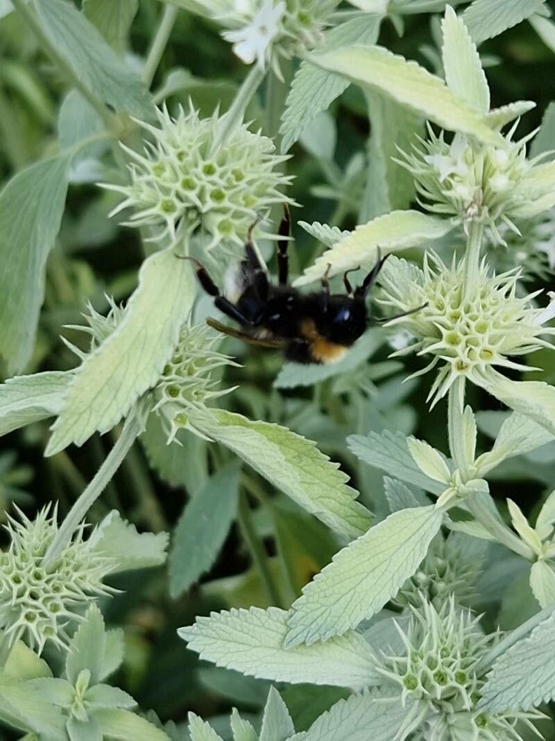 Marrubium peregrinum fruit