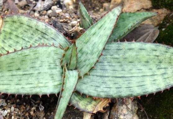 Aloe milne-redheadii — houseplant care guide