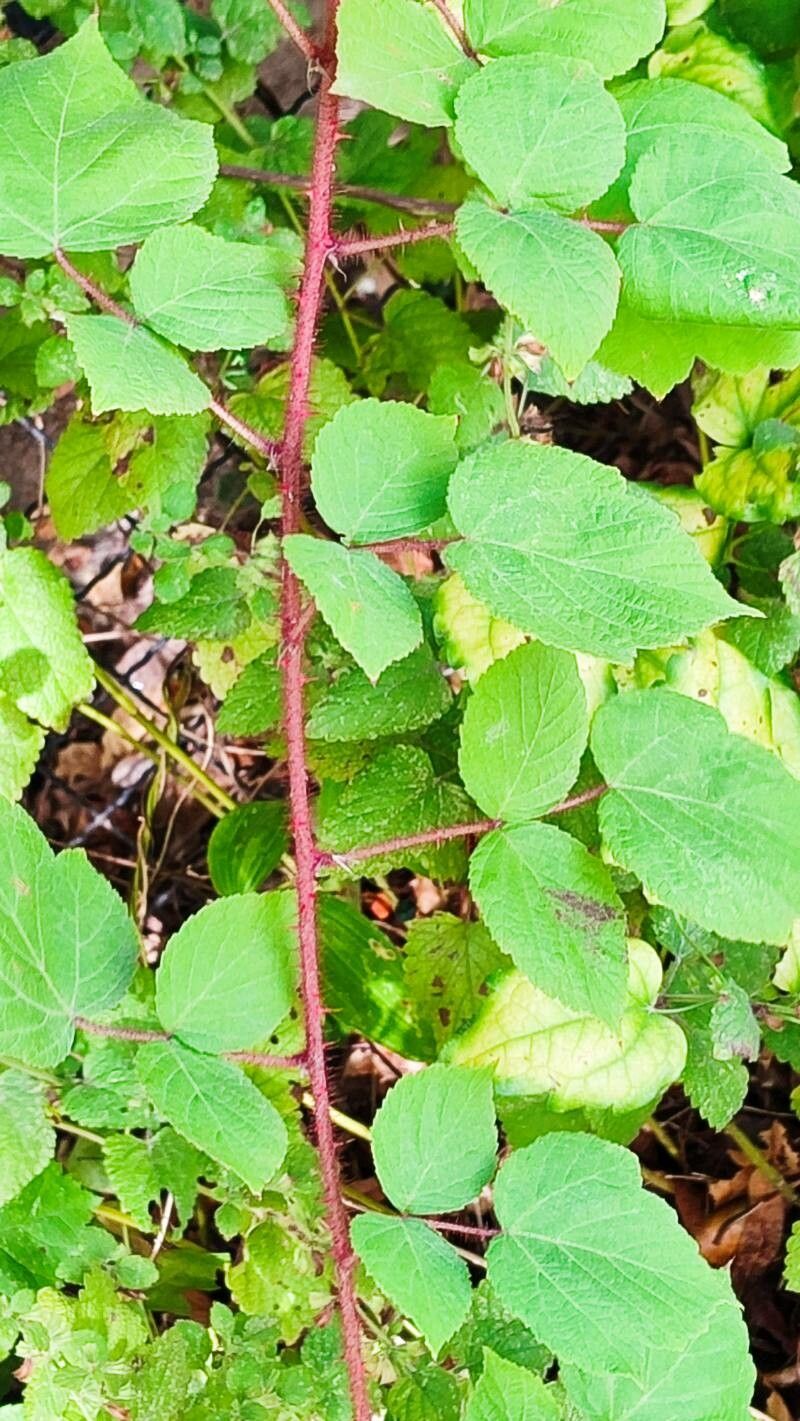 Rubus phoenicacanthus habit