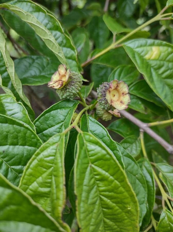 Campomanesia neriiflora — houseplant care guide