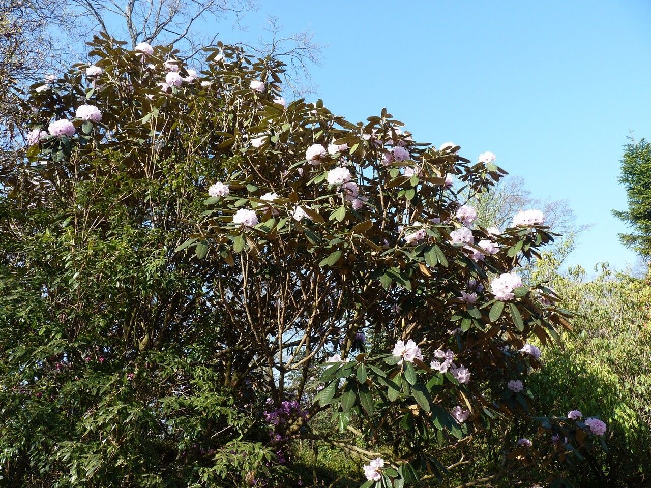 Rhododendron fulvum habit