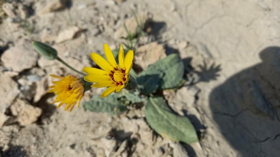 Scorzonera paradoxa flower