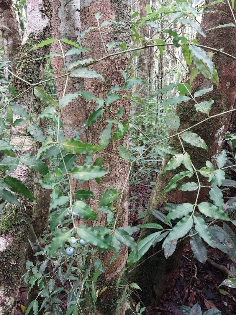 Psychotria andevorantensis habit