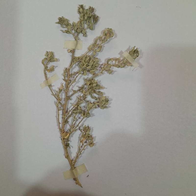 Atriplex sagittifolia habit