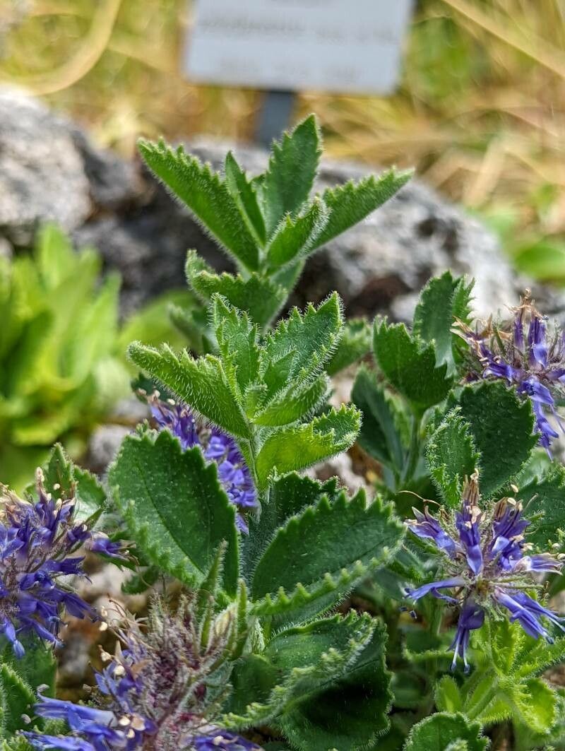 Paederota bonarota — search result for 'Slovenia'