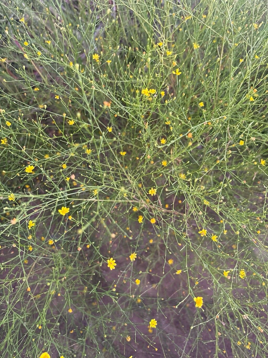 Gutierrezia texana — search result for 'Gutierrezia'