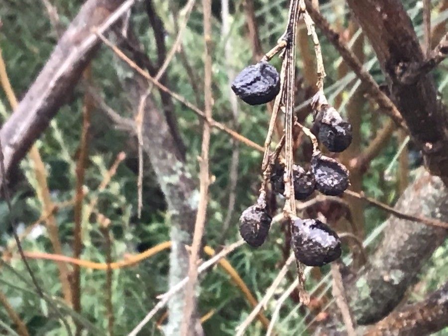 Genista sphaerocarpa fruit