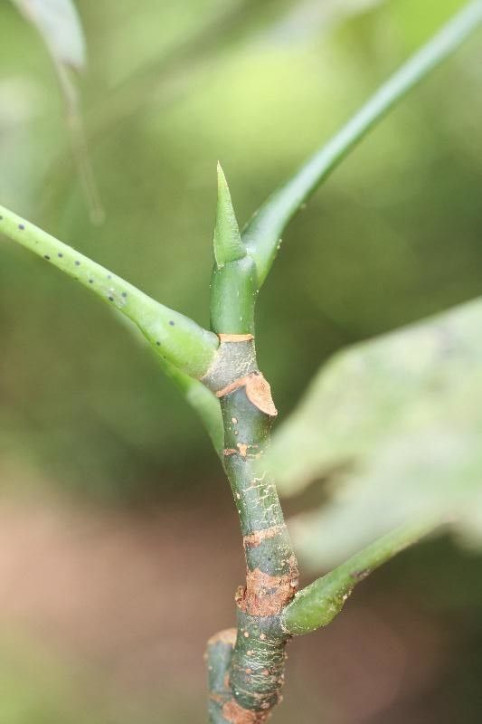 Pachira dolichocalyx other