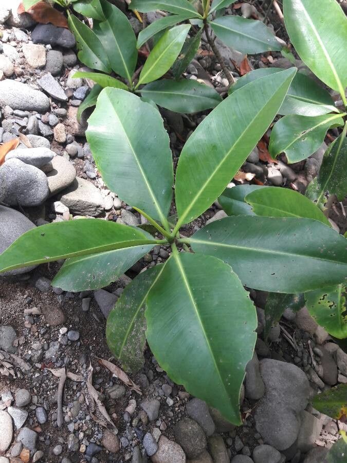 Rhizophora mangle leaf