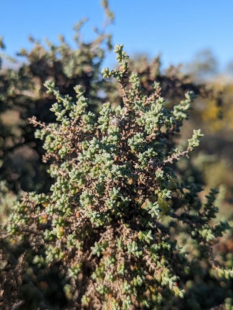 Maireana pyramidata — related species from the same genus