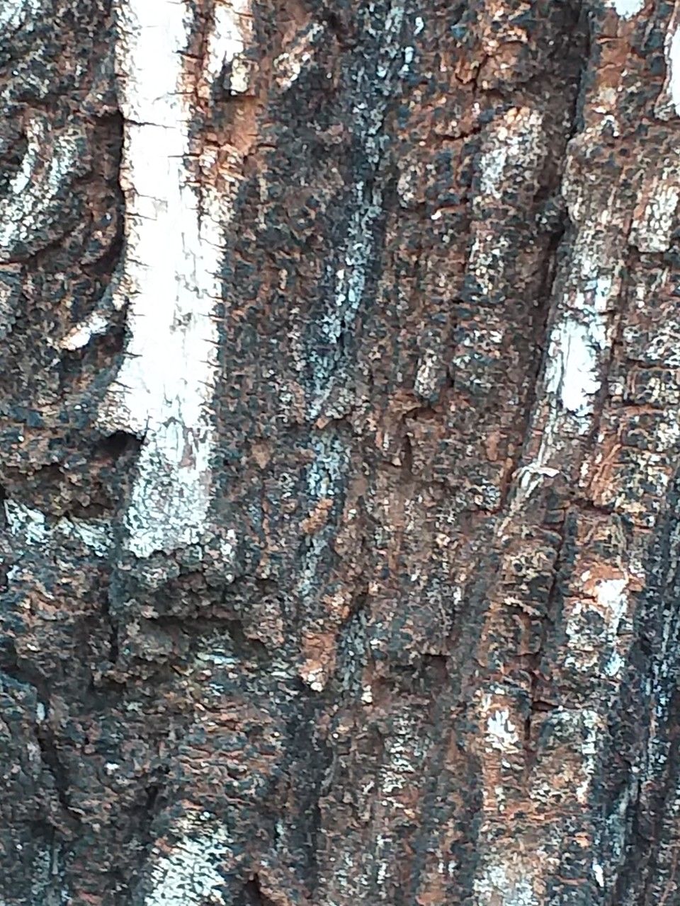 Bolusanthus speciosus bark