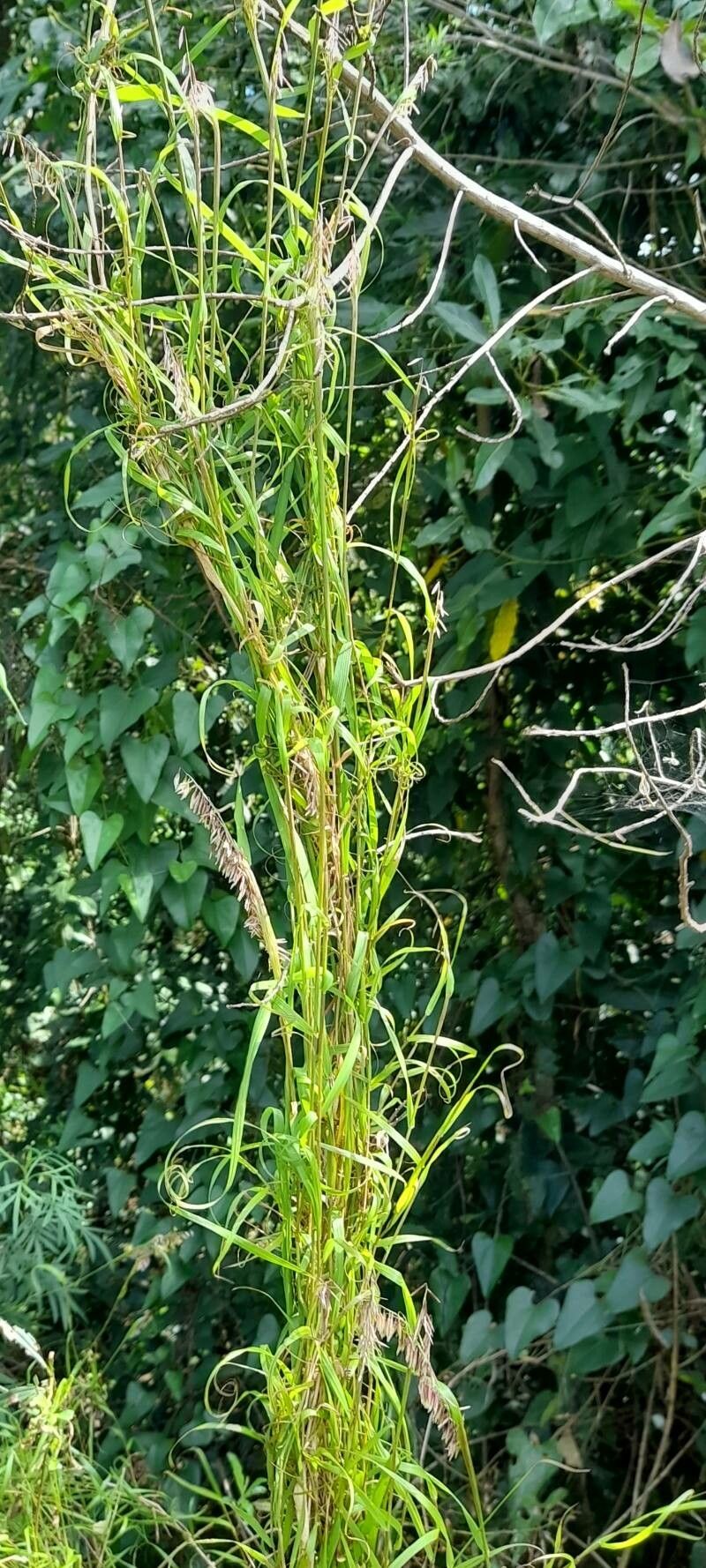 Melica sarmentosa habit