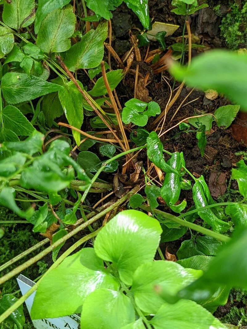 Anemia mexicana — houseplant care guide