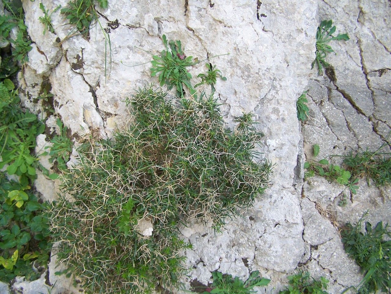 Bupleurum spinosum habit
