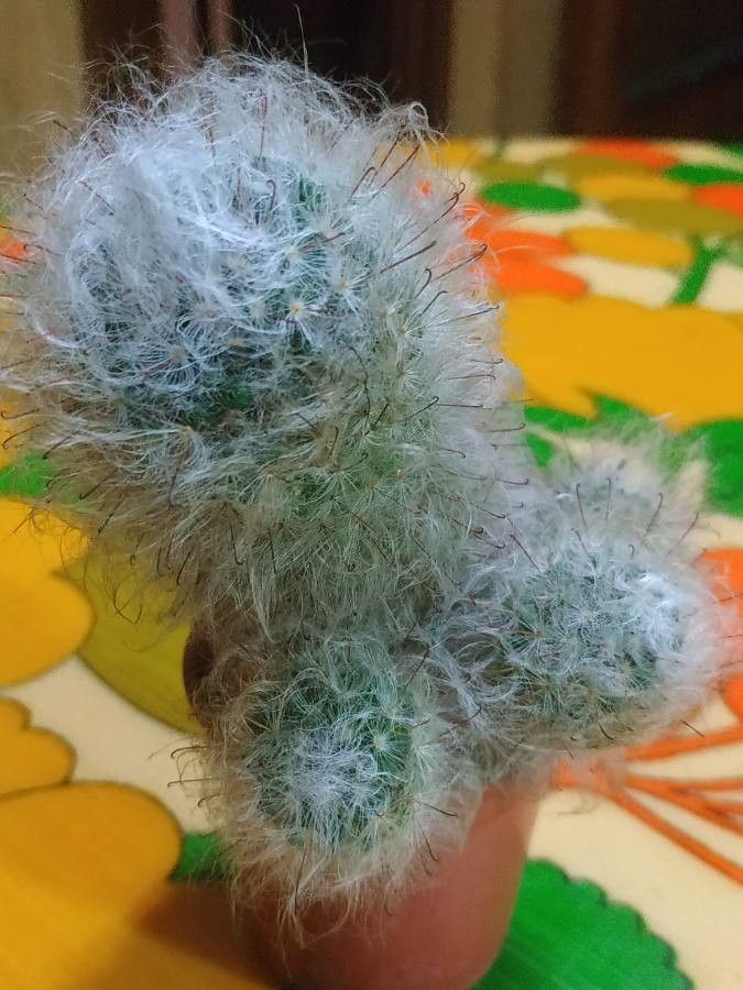 Mammillaria bocasana leaf