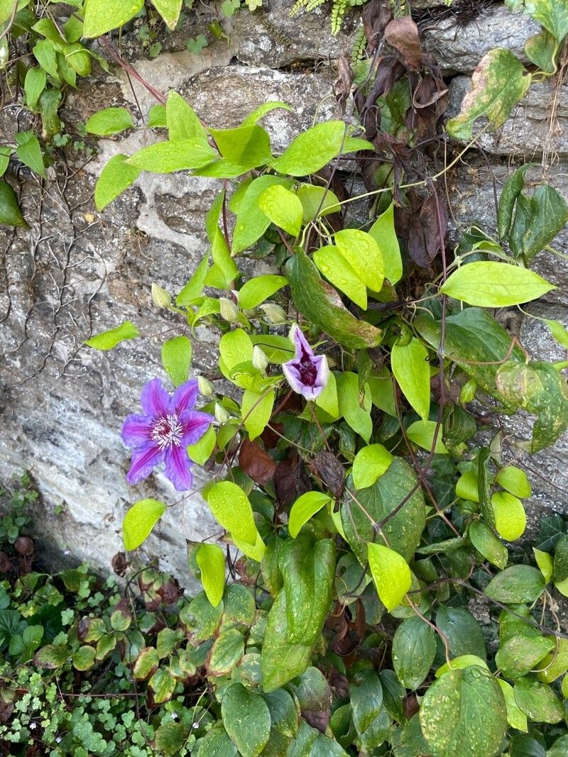Clematis × jackmanii — search result for 'Clematis'