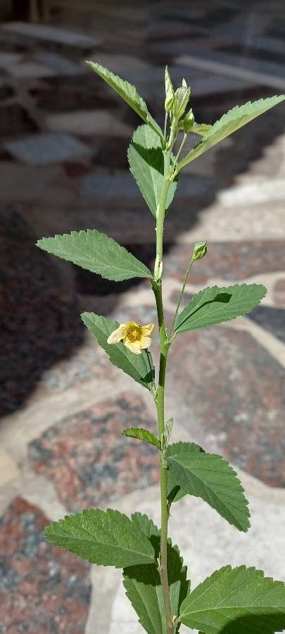 Sida glabra flower