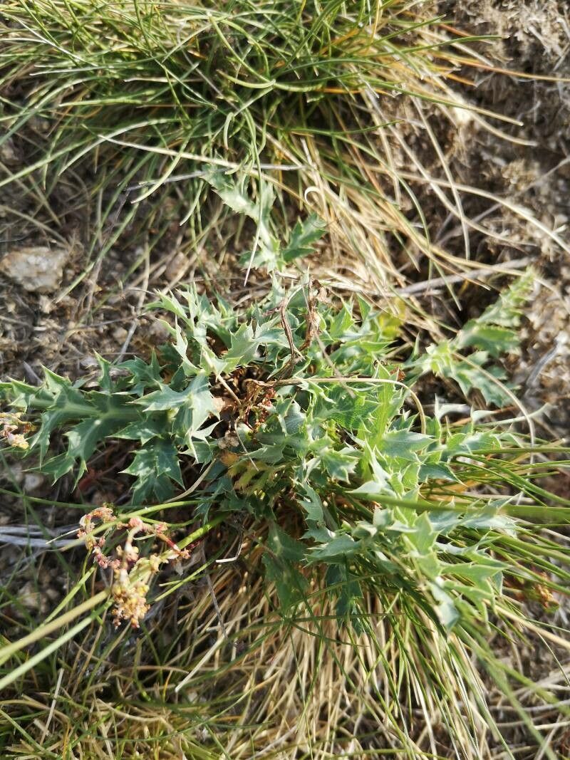 Eryngium dilatatum — search result for 'Eryngium'